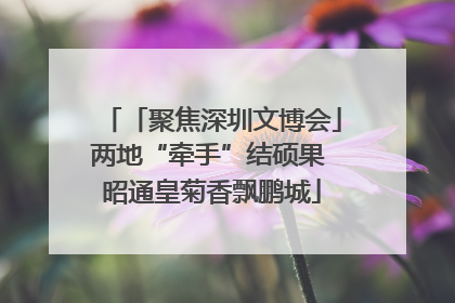 「聚焦深圳文博会」两地“牵手”结硕果 昭通皇菊香飘鹏城