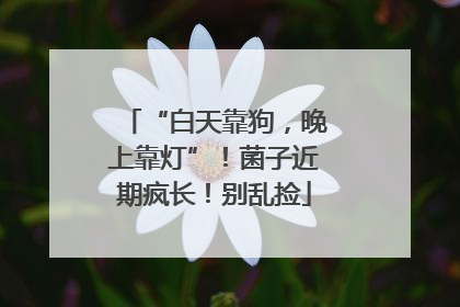 “白天靠狗，晚上靠灯”！菌子近期疯长！别乱捡