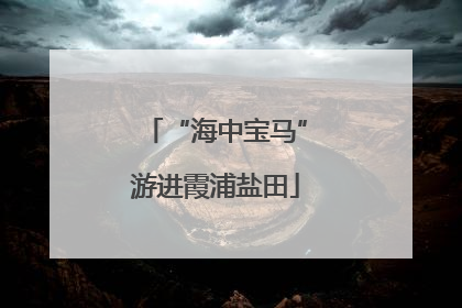 “海中宝马”游进霞浦盐田