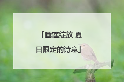 睡莲绽放 夏日限定的诗意