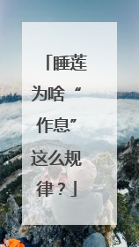 睡莲为啥“作息”这么规律？