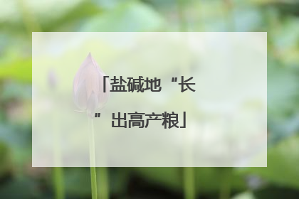 盐碱地“长”出高产粮