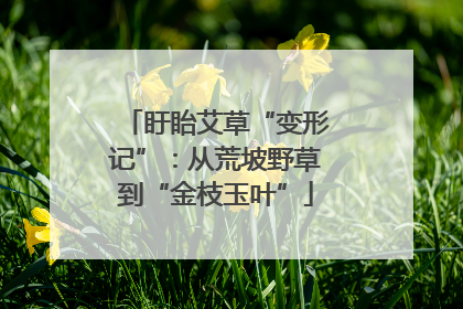 盱眙艾草“变形记”：从荒坡野草到“金枝玉叶”