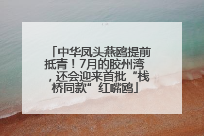 中华凤头燕鸥提前抵青！7月的胶州湾，还会迎来首批“栈桥同款”红嘴鸥