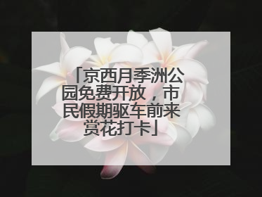 京西月季洲公园免费开放，市民假期驱车前来赏花打卡