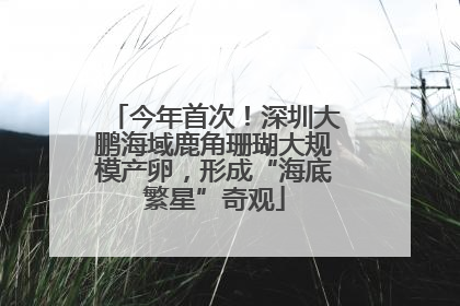 今年首次！深圳大鹏海域鹿角珊瑚大规模产卵，形成“海底繁星”奇观