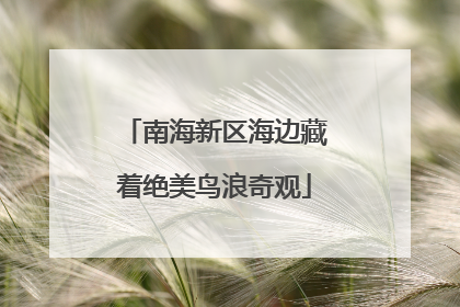 南海新区海边藏着绝美鸟浪奇观