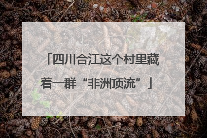 四川合江这个村里藏着一群“非洲顶流”