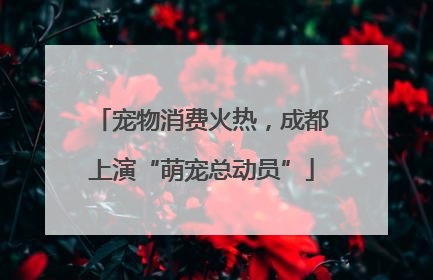 宠物消费火热，成都上演“萌宠总动员”