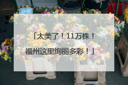 太美了！11万株！福州这里绚丽多彩！
