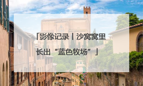 影像记录丨沙窝窝里长出“蓝色牧场”