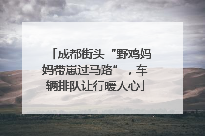 成都街头“野鸡妈妈带崽过马路”，车辆排队让行暖人心