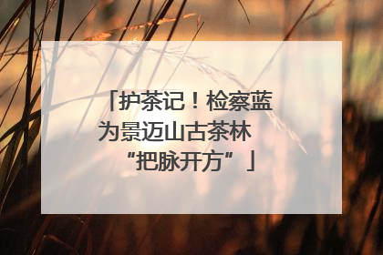 护茶记！检察蓝为景迈山古茶林 “把脉开方”