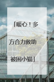 暖心！多方合力救助被困小猫