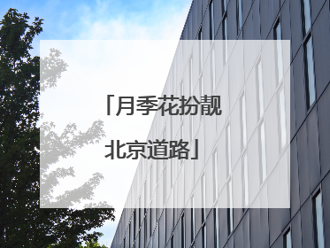 月季花扮靓北京道路