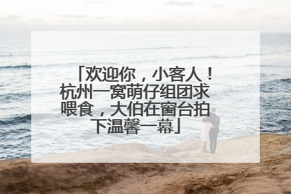 欢迎你，小客人！杭州一窝萌仔组团求喂食，大伯在窗台拍下温馨一幕