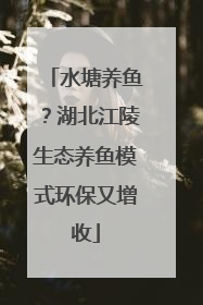 水塘养鱼？湖北江陵生态养鱼模式环保又增收