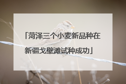 菏泽三个小麦新品种在新疆戈壁滩试种成功