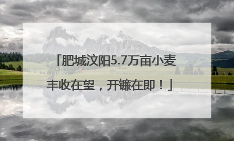 肥城汶阳5.7万亩小麦丰收在望，开镰在即！