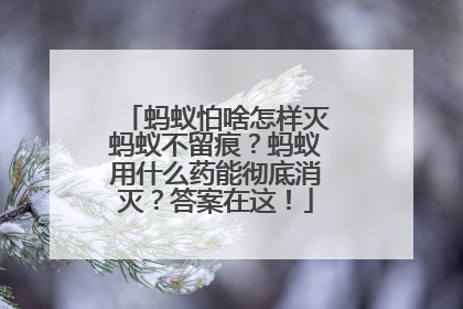 蚂蚁怕啥怎样灭蚂蚁不留痕？蚂蚁用什么药能彻底消灭？答案在这！