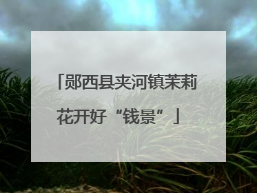 郧西县夹河镇茉莉花开好“钱景”