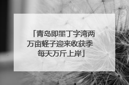 青岛即墨丁字湾两万亩蛏子迎来收获季 每天万斤上岸