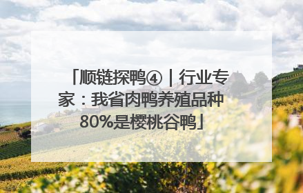 顺链探鸭④｜行业专家：我省肉鸭养殖品种80%是樱桃谷鸭