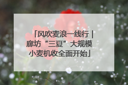 风吹麦浪一线行｜廊坊“三夏”大规模小麦机收全面开始