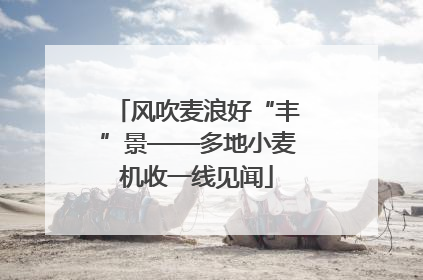 风吹麦浪好“丰”景——多地小麦机收一线见闻