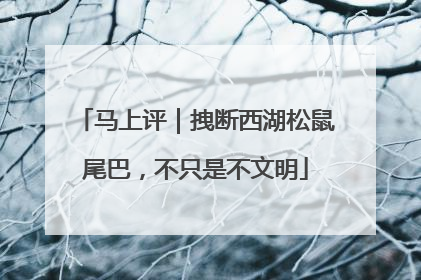马上评｜拽断西湖松鼠尾巴，不只是不文明